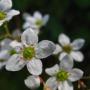 The California Saxifrage (Saxifraga californica) grows in moist areas, shallow soil, or even on mossy rocks.